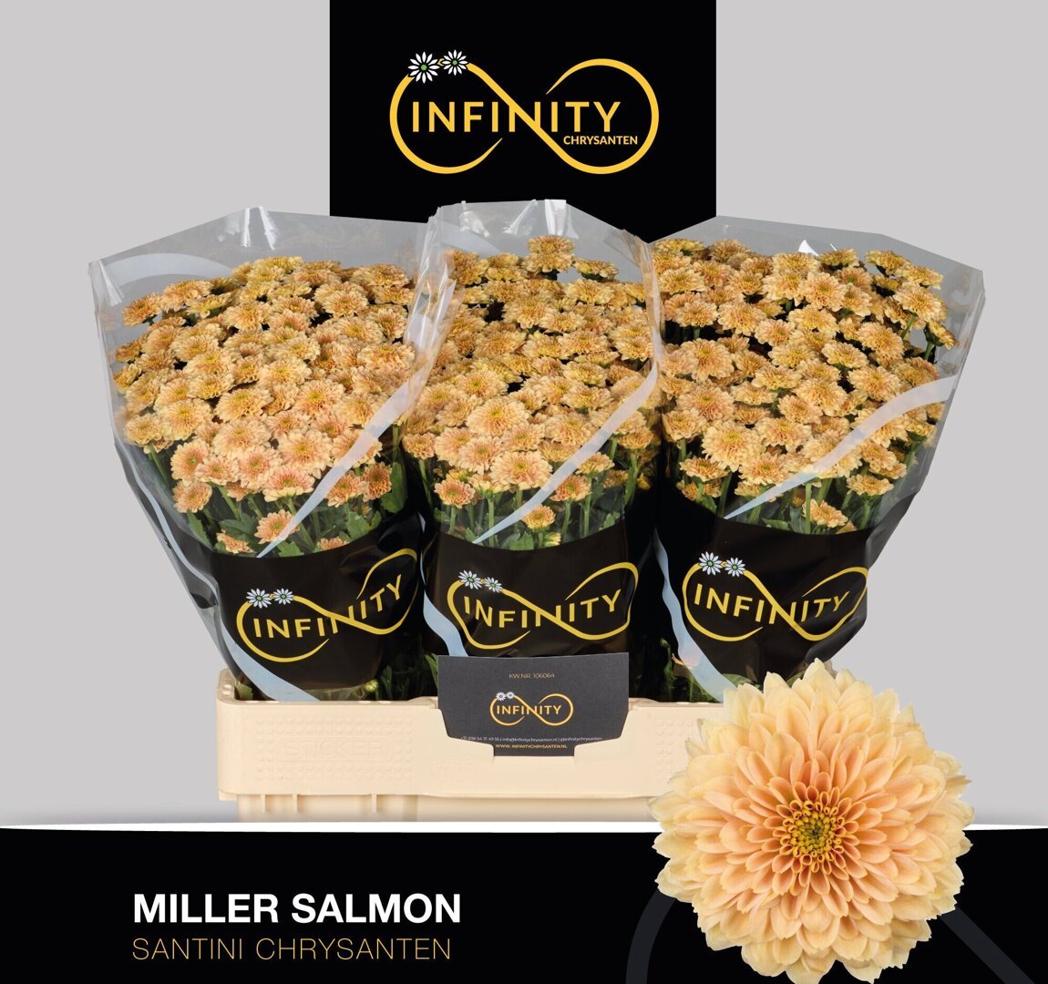 Miller Salmon