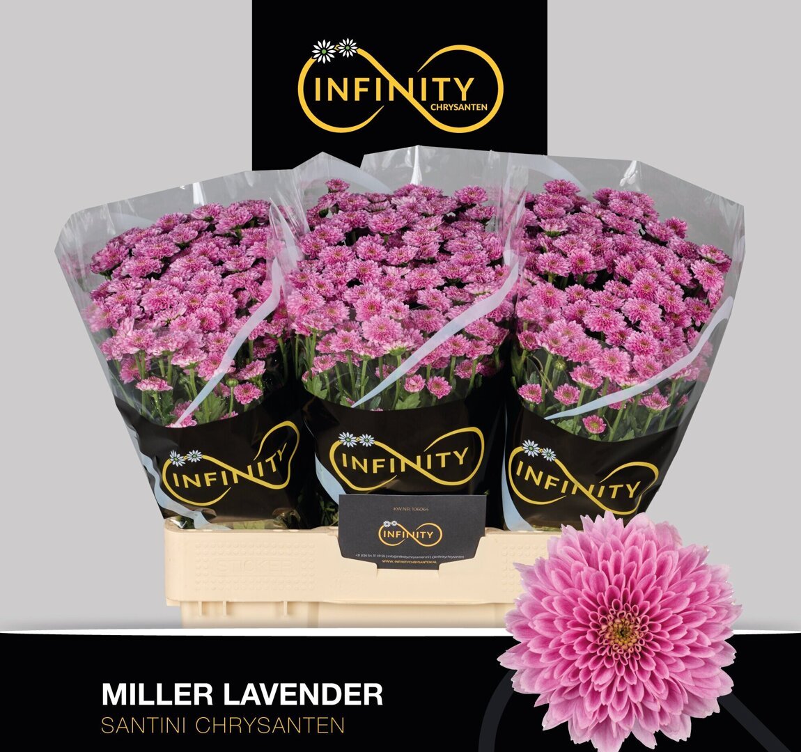 Miller Lavender